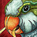 Monk parakeet portrait, Quaker parrot